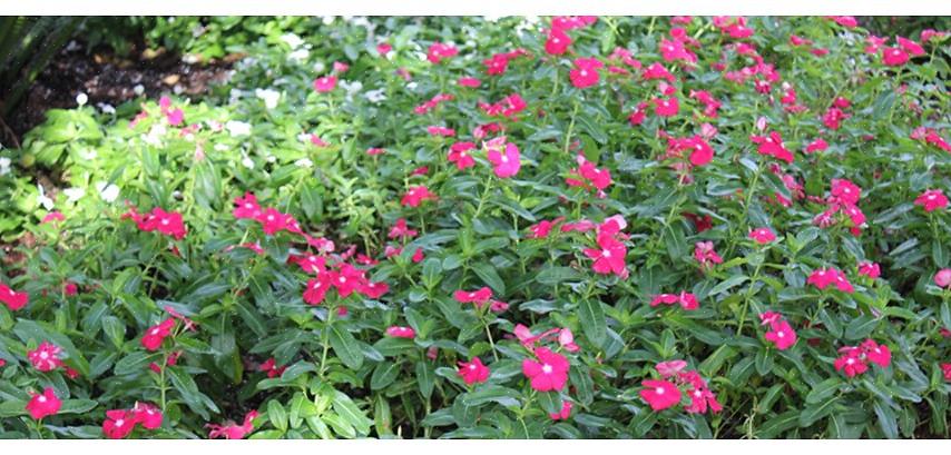 Årlige vinca planter er af slægten Cartharanthus