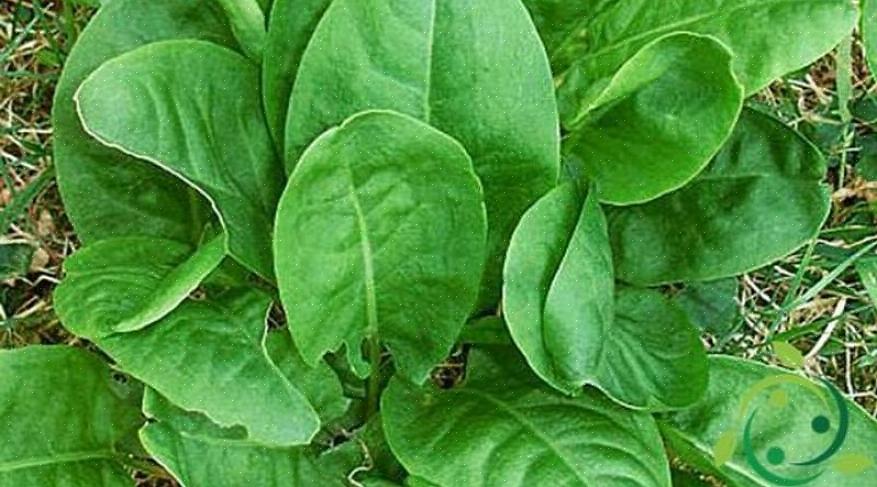 Fransk Sorrel (Rumex scutatus)