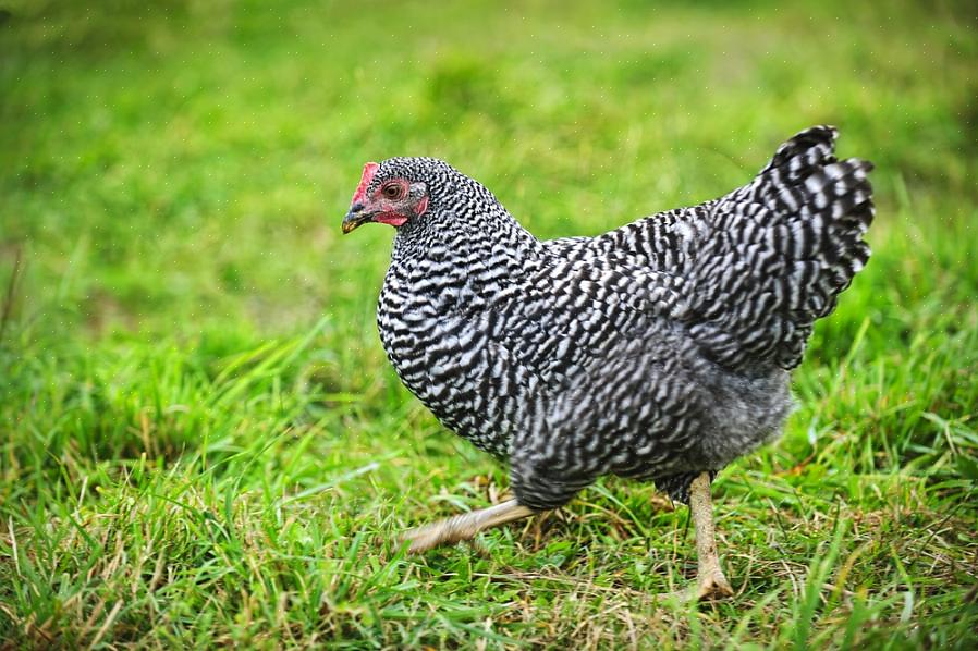 Så en Barred Rock er faktisk en sort-hvid Plymouth Rock kylling