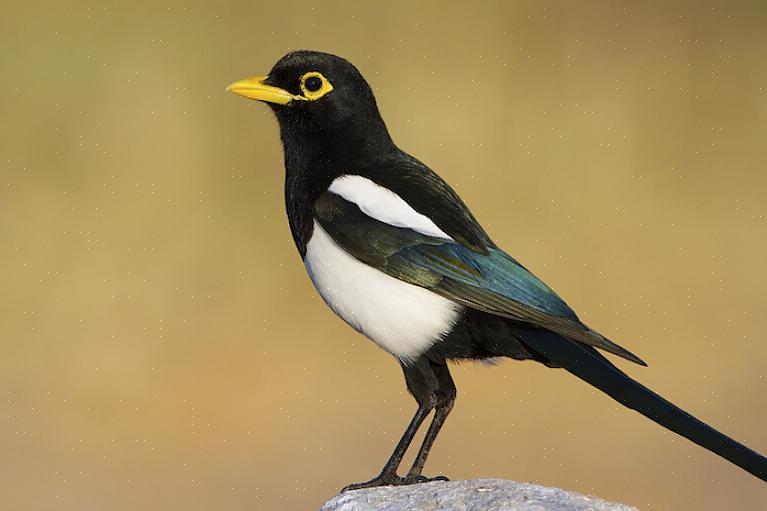 Og fordi den gulnæbede magpie kun findes i Californien