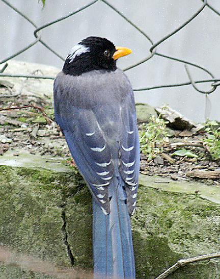 Sortnebbskat - Corvid med den skøre hale Gul-billedskates habitat