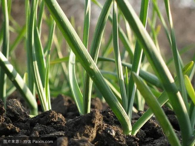 Hårdneck hvidløg (Allium sativum var