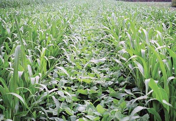 Det anbefales ofte at følge Sorghum-Sudan græs med en bælgplanteafgrøde