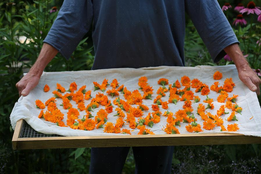 Det bedste tidspunkt at høste calendula blomster er om morgenen