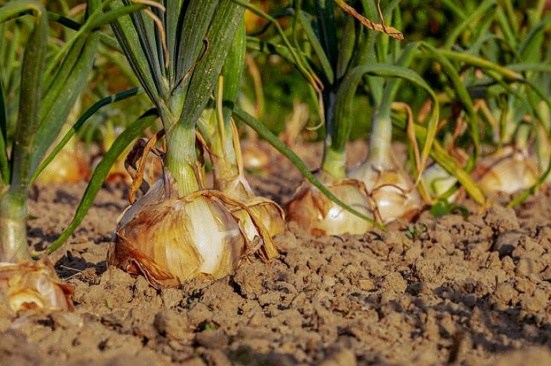 Løgsæt skal plantes 10 centimeter fra hinanden i rækker 30 centimeter fra hinanden