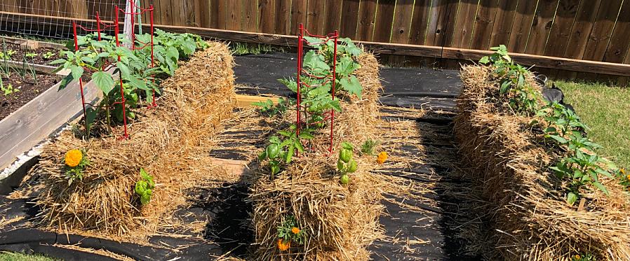 Plant dine kimplanter i halmballer