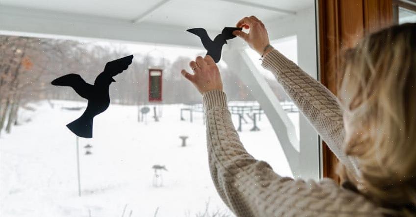 Vil selv den mest årvågen birder lejlighedsvis få en fugl til at ramme et vindue