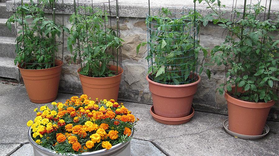 Det er overraskende let at dyrke tomatillos i beholdere