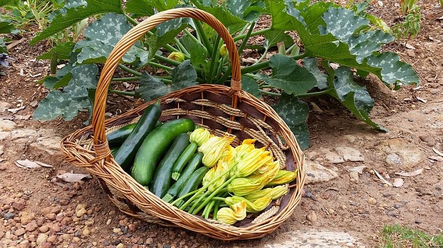 Courgettefrugt eller squash er spiselig på ethvert modenhedsstadium