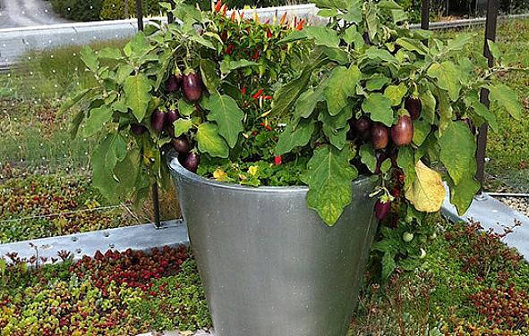 Aubergine er let at dyrke