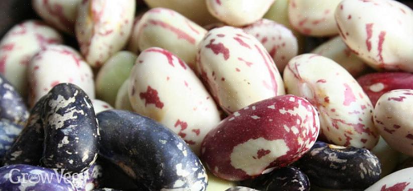 Stopper planten med at producere bælg