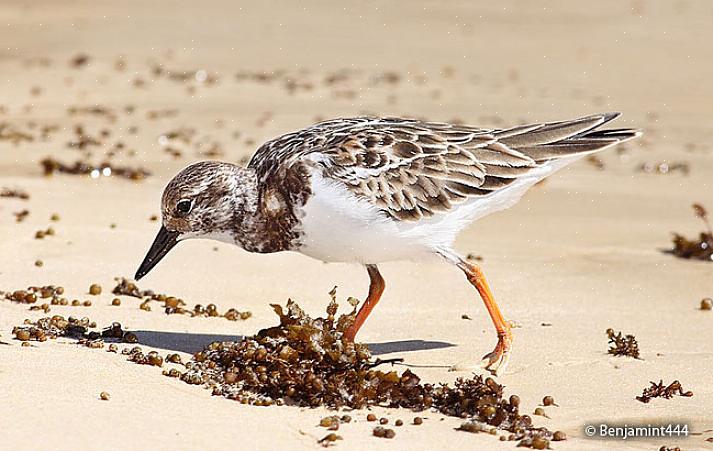 Ruddy turnstones kan være relativt let at finde