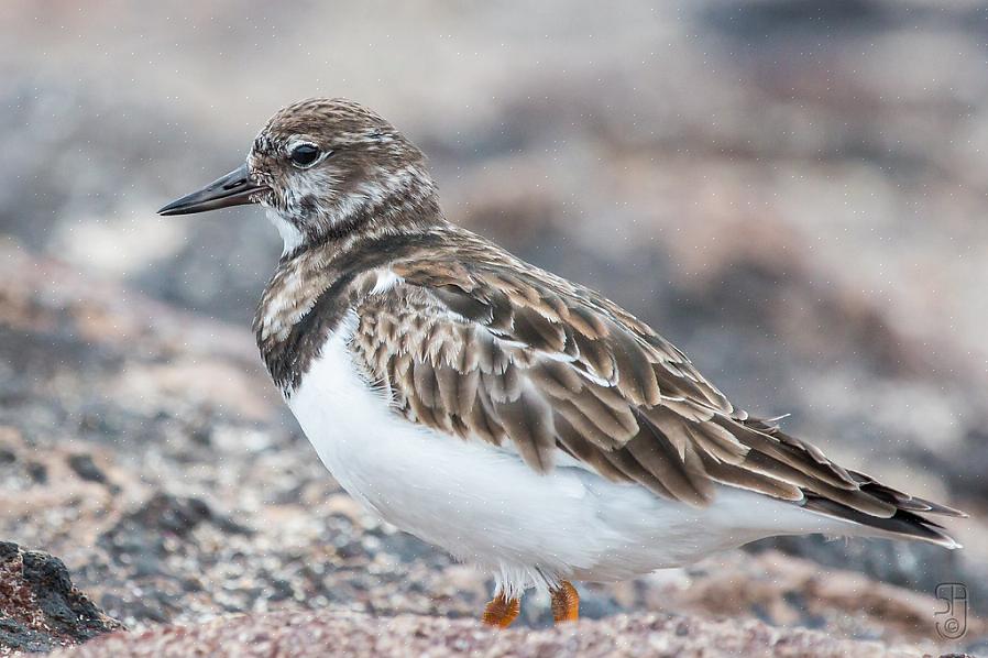 Ruddy turnstones er kødædende fugle