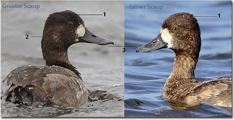 I hvile kan det hvide på større scaups vinger være synligt