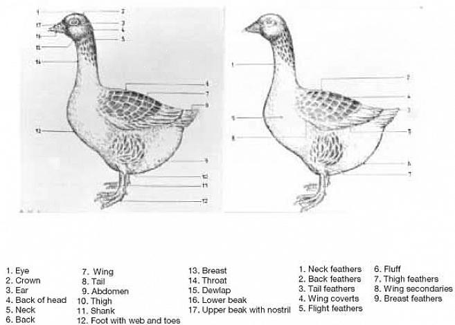 Duck rumps er ofte skjult af foldede vinger