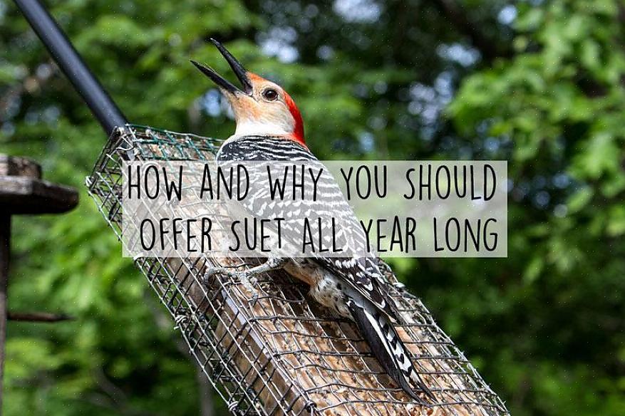 Spoiling Suet kan ødelægge ved høje temperaturer