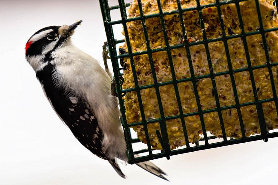 Er det også muligt at tilbyde suet uden en specialføder