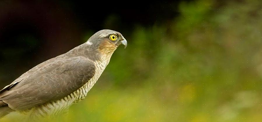 Raptors vil være mere rolige i et naturligt udseende habitat