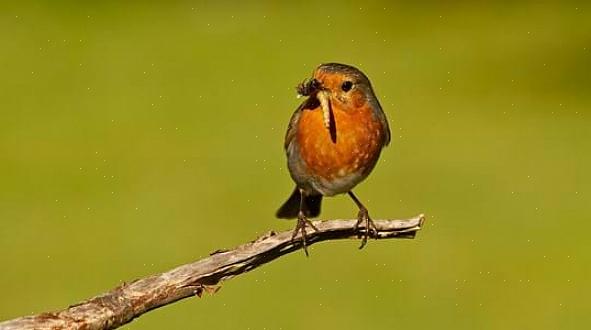 Så hvad spiser robins