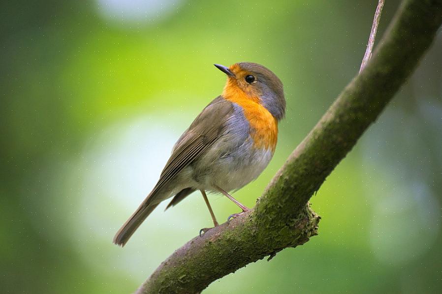 Europæiske robins er udbredte troster