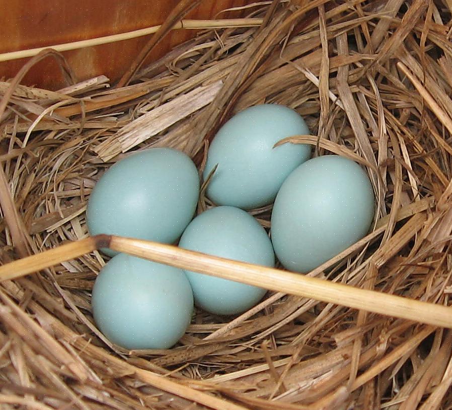 Med det rigtige bluebird hus placeret korrekt for at tiltrække lejere