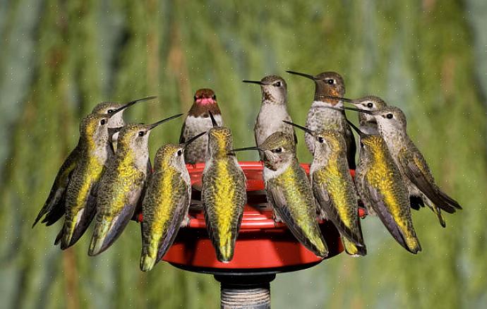 Kolibrier med ruby-throated