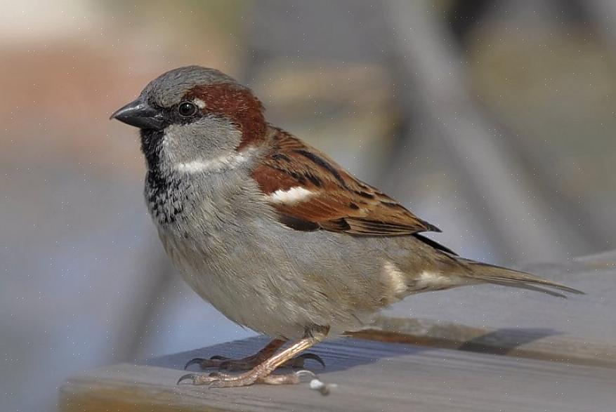 Den hvidkronede spurv (Zonotrichia leucophrys) er let at skelne med sit dristige "bandit" hovedmønster