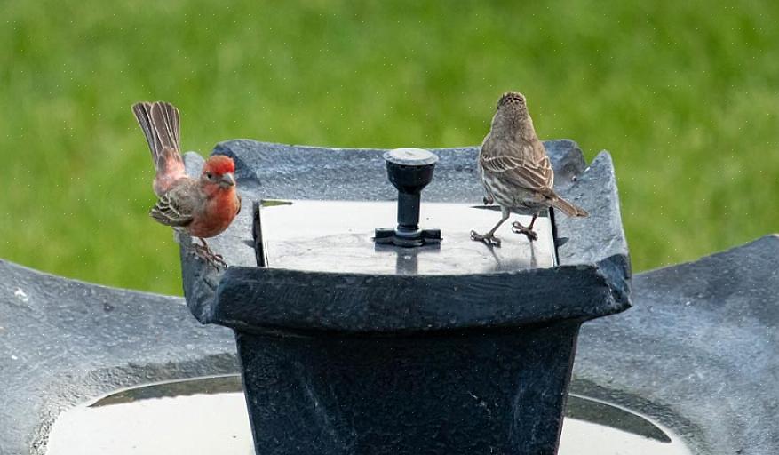 Fuglebad skal placeres i plant