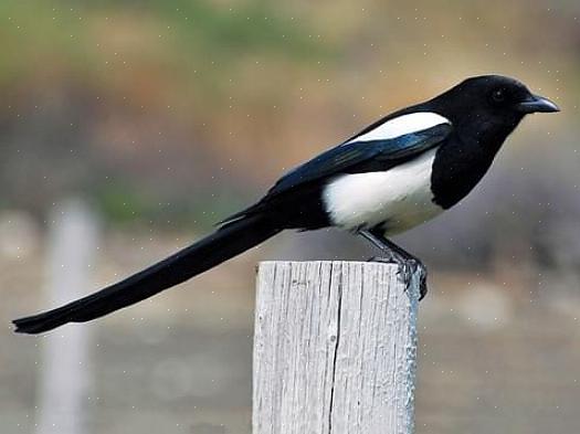I det rette område findes sortnebbede magpier også regelmæssigt i forstæder