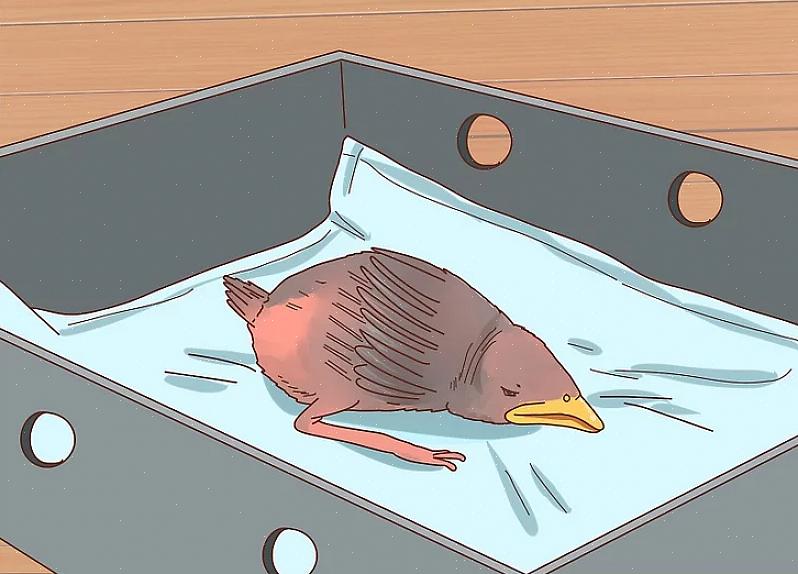 En af de nemmeste måder at identificere en babyfugl på er at se