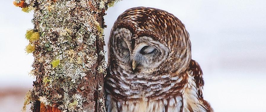 Fugle bruger ofte unihemispheric slow-wave sleep (USWS)