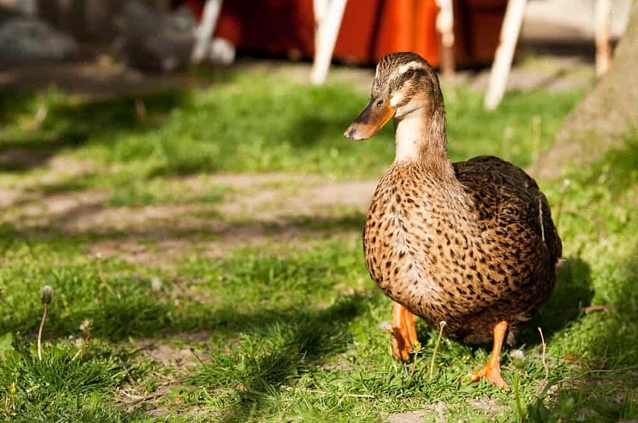 Hvordan man tiltrækker baghavsænder