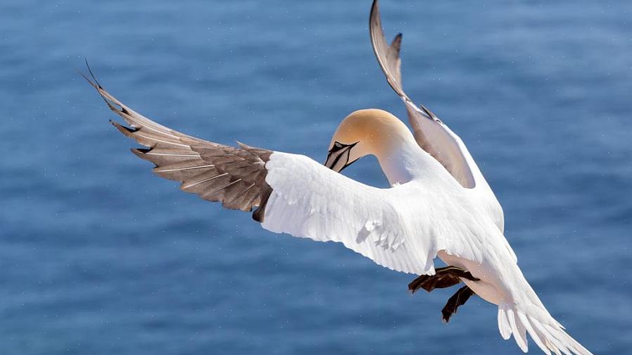 Hvad der gør en havfugl til en havfugl