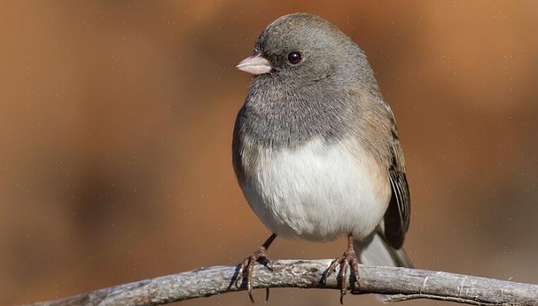 Juncos besøger let fuglevenlige baggårde