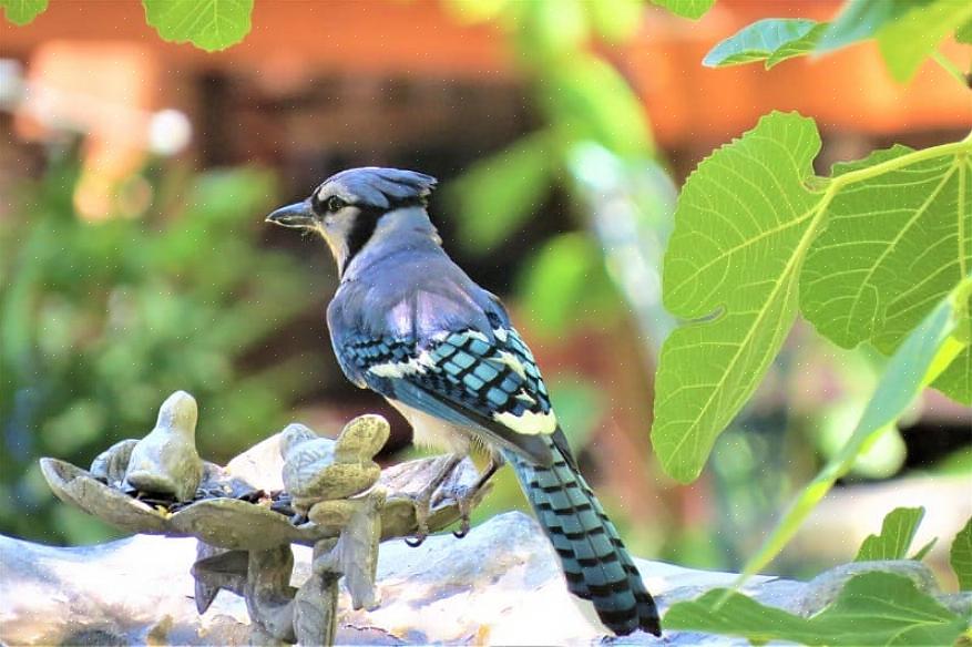 Der forstår jays 'opførsel og behov