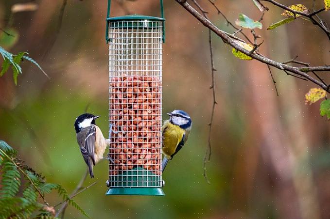Jays er medlemmer af familien Corvidae