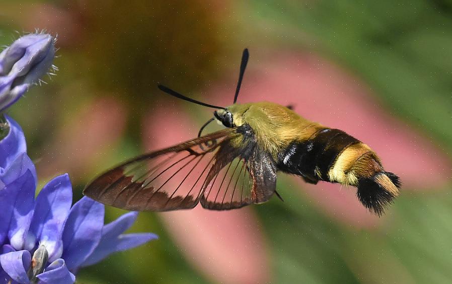 Kolibri-møl deler mange fælles kendetegn med kolibrier