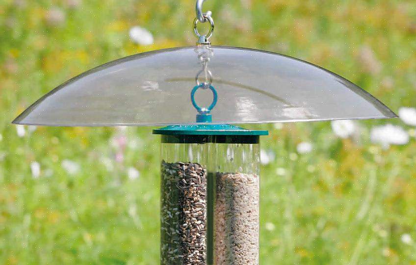 Og fuglefoder kan være den perfekte fødekilde til deres hjertelige appetit