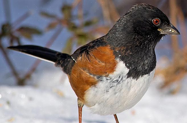 Mens plettet towhees har flere hvide pletter på deres kappe