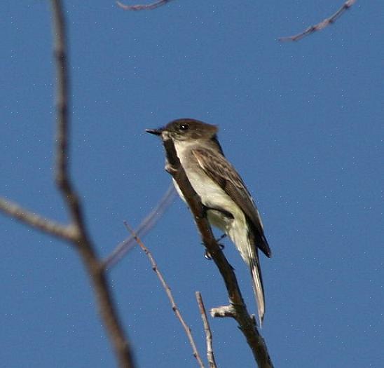 Eastern phoebe identifikation