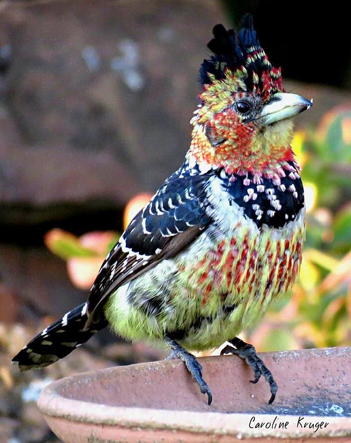 Crested barbets er relativt almindelige inden for deres rækkevidde