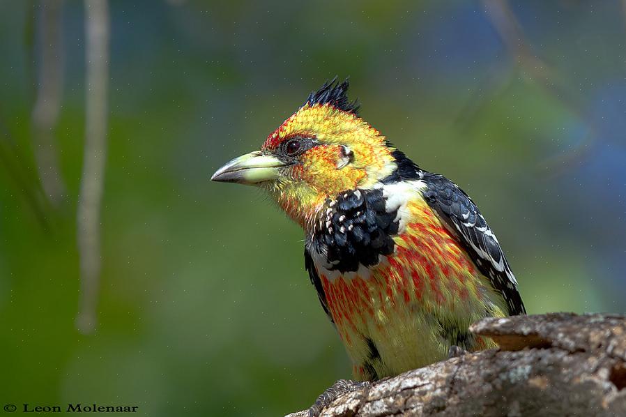 Crested barbets er meget vokale fugle med en skingrende