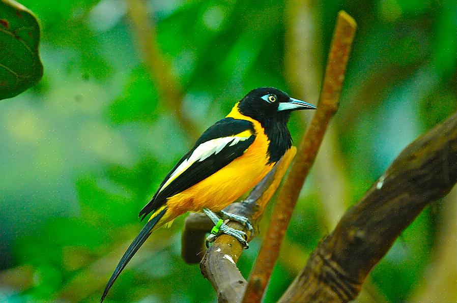 Ved første øjekast ligner den venezuelanske troupial en oriole