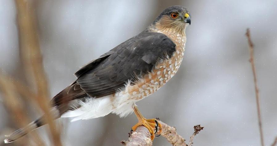 En lille Cooper's høge kan dog være vanskelig at fortælle fra en stor kvindelig skarpt skinnet hawk