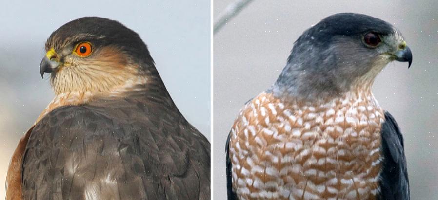 Cooper's hawk er større med en gennemsnitlig størrelse på 15-51 centimeter tættere på størrelsen af en krage