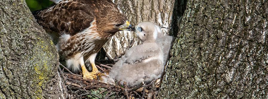 Men fordi dette buteo-medlem af Accipitridae-familien har mange fjerdragtfarver