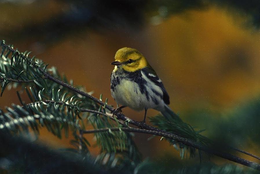 Den rigtige tilgang til at imødekomme disse fugles behov kan baghavefuglere med succes tiltrække warblers