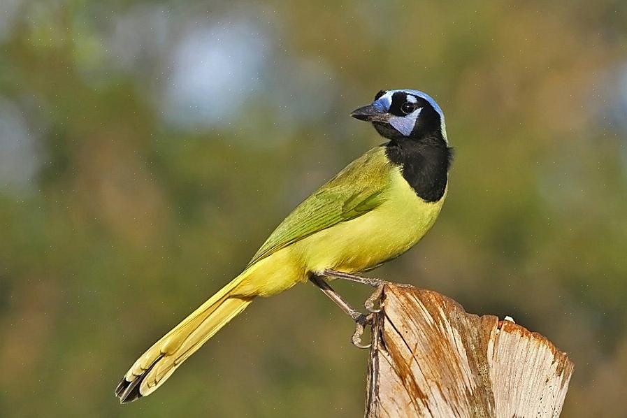 Det bedste udstyr at have til South Texas birding inkluderer