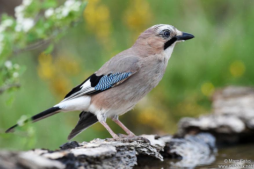 Indsamler eurasiske jays insekter fra løv eller skure jorden efter nødder