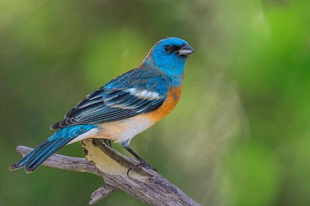 Lazuli bunting identifikation